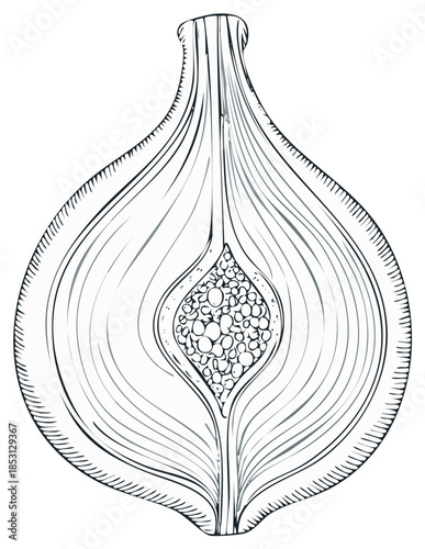 Detailed Line Drawing Illustrating the Cross Section of an Onion Bulb