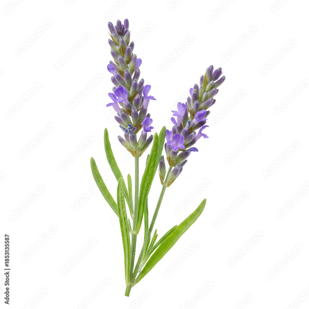 Obraz premium A detailed closeup of two lavender sprigs against a black background