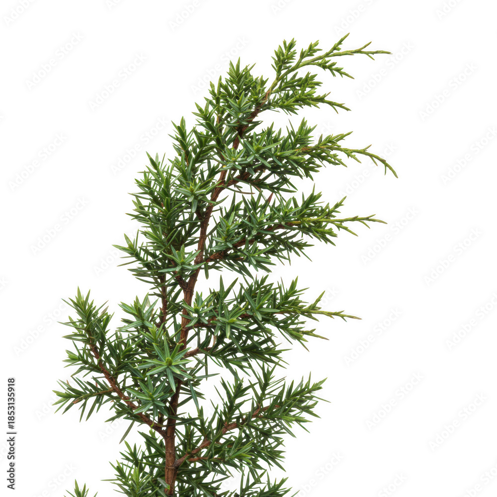 Fototapeta premium Detailed closeup of juniperus chinensis branch showing scaly needle like foliage against a black background