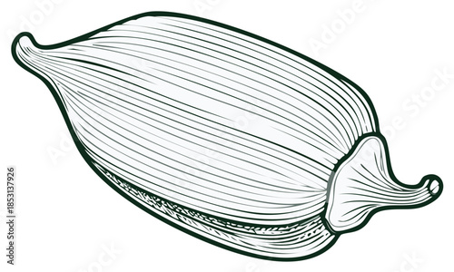 Illustration of a stylized cardamom seed, botanical drawing.