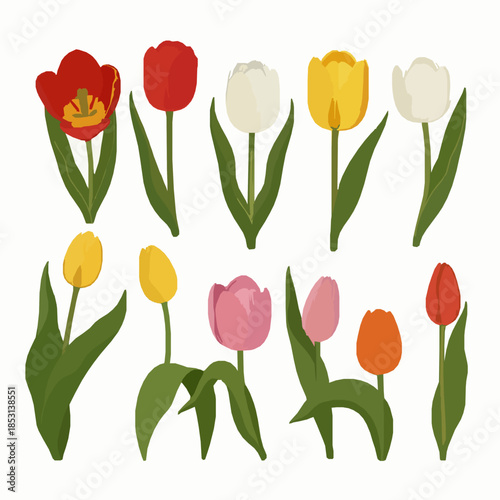 Botanical tulip clipart vector set with spring flowers buds and leaves in natural bloom