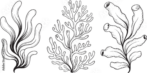 Detailed black and white illustrations of various seaweed species