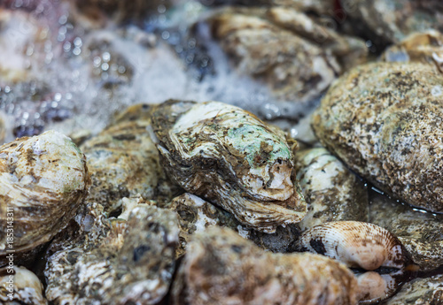 A pile of oysters with some of them being rotten