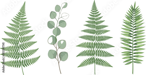 Botanical vector illustration of fern, eucalyptus, and palm leaves for nature, design, decoration, and plant-themed commercial stock content.