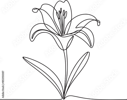 Continuous Line Art Illustration of a Lily Bloom with Extended Petals in Organic Sketch Contour