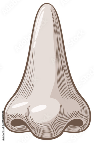Close-up Illustration of a Human Nose with Detailed Shading and Outline