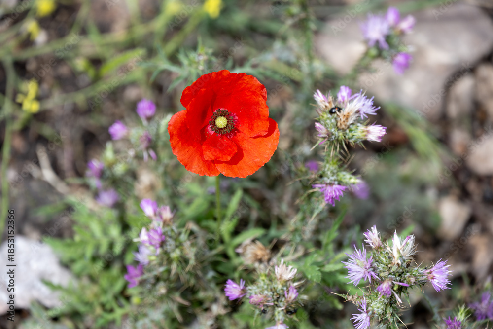 Obraz premium Vibrant red poppy among purple wildflowers