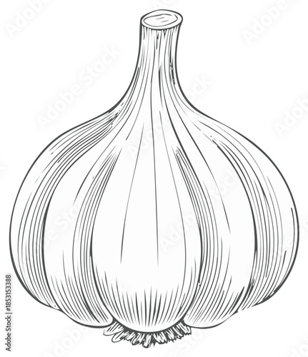 Hand Drawn Single Garlic Bulb Illustration with Detailed Texture