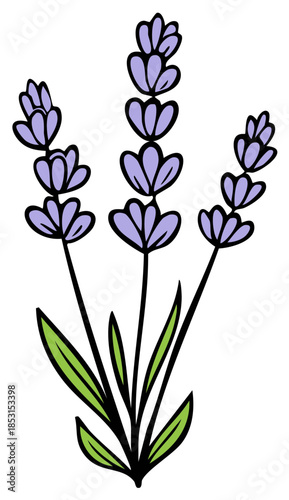 Hand drawn stylized lavender flowers illustration with purple blooms and green leaves