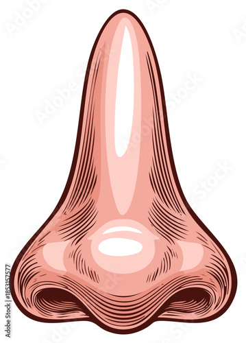 Detailed illustration of a human nose with realistic shading and a classic engraving style