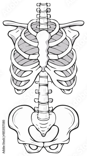 Simplified Illustration of Human Rib Cage and Pelvis Isolated on White
