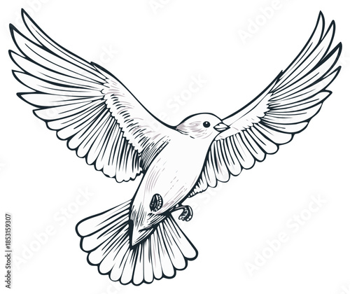 Elegant Illustration of a Soaring Bird with Detailed Wing Feathers