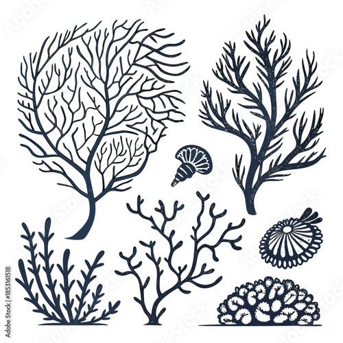 Vector illustration collection of various seaweed and seashells