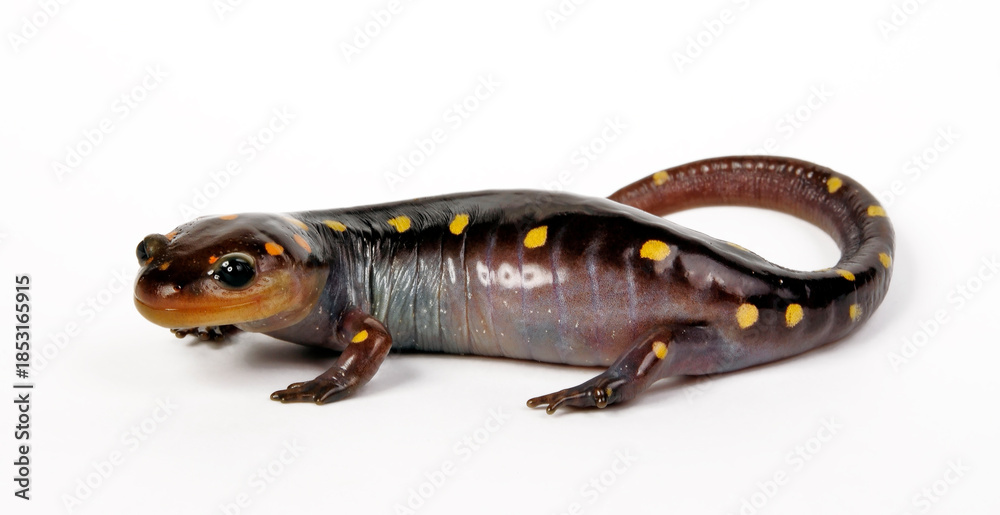 Fototapeta premium Flecken-Querzahnmolch // Yellow-spotted salamander, Spotted salamander (Ambystoma maculatum) 