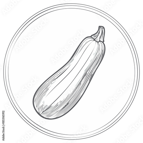 Illustration of a Zucchini within a Circular Frame in an Engraved Style
