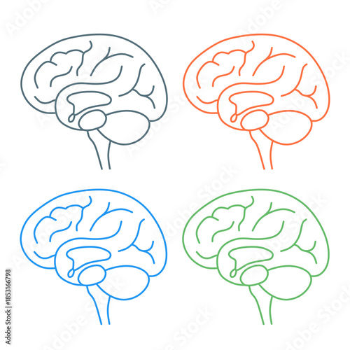 Simple Outline Colorful Brain Anatomy Illustration on White Background