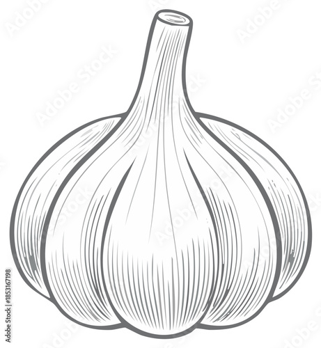 Stylized graphic illustration of a fresh whole garlic bulb with intricate line details