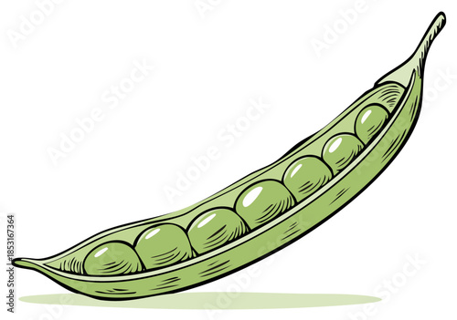 Open pea pod illustration with several peas inside, drawing