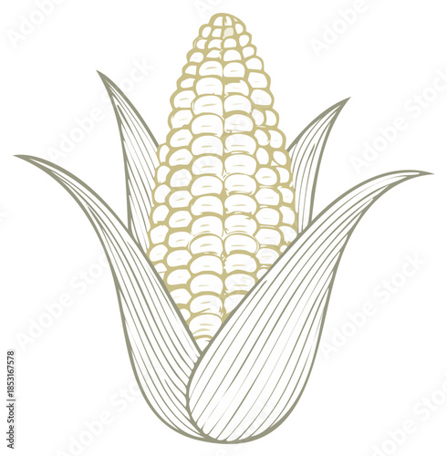 Ear of Corn Illustration with Husk Showing Individual Kernels Detailed Engraving Style