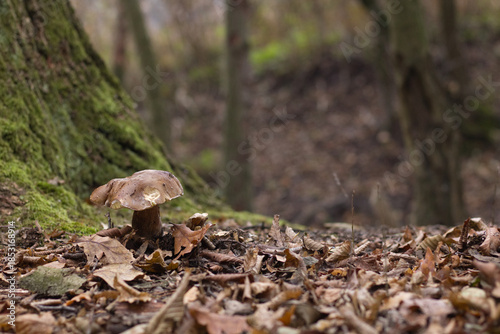 mushroom in the forest, autumn forest