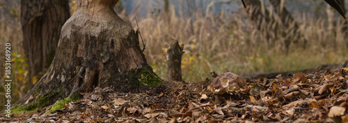 mushroom in the forest, autumn forest