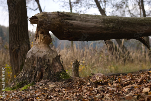 mushroom in the forest, autumn forest
