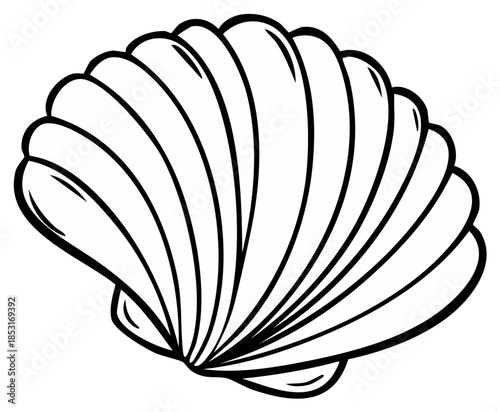 Delicate seashell outline drawing presenting smooth lines and curved formations displaying nature's beautiful designs with elegance simplicity for creative projects