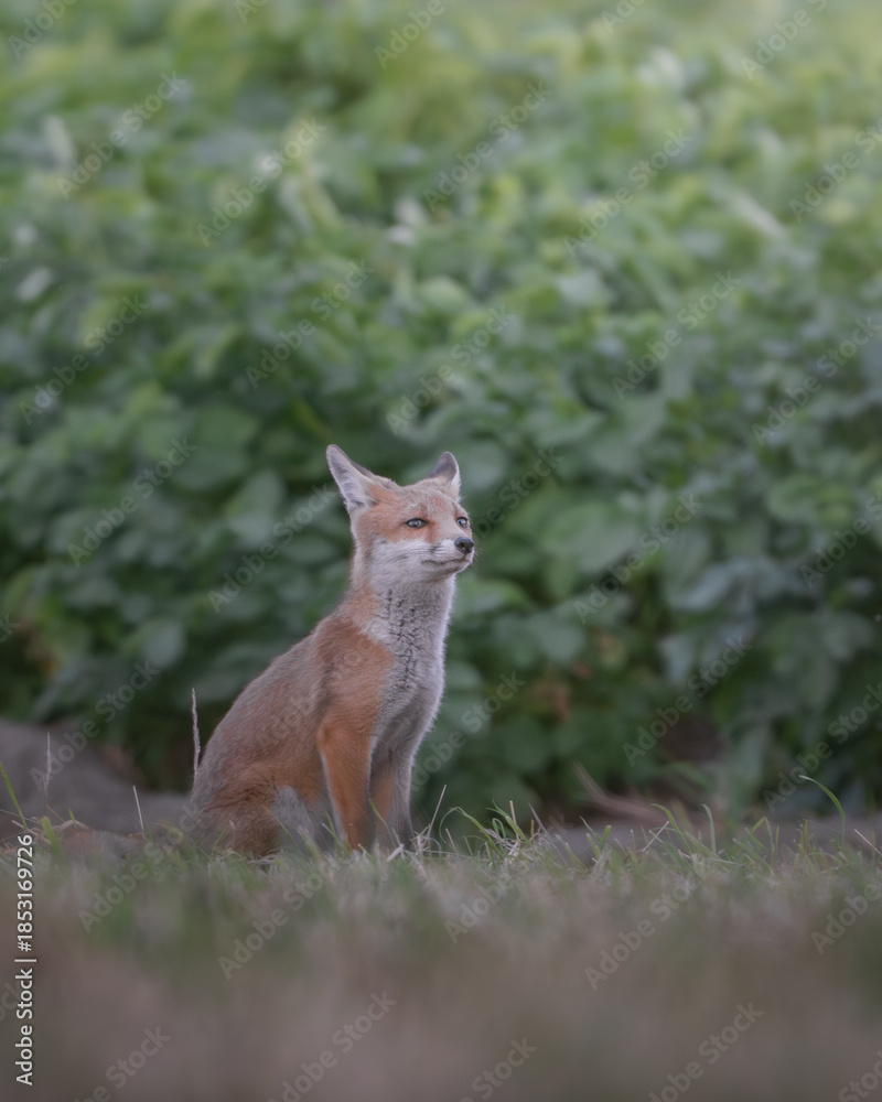 Fototapeta premium Doubtful Young Fox Cub