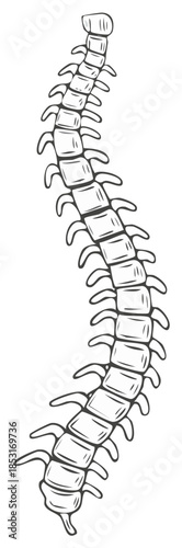 Human Spine Anatomy Vertebrae Sketch Medical Illustration