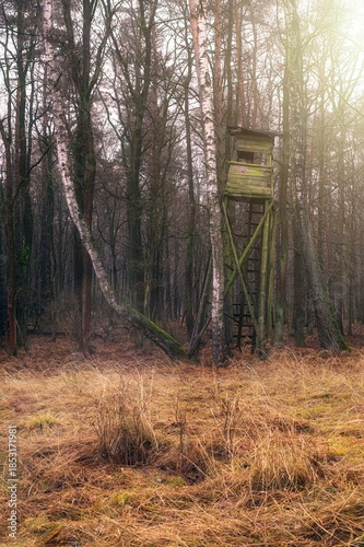 Wallpaper Mural A wooden hunting stand with a ladder sits among birch and pine trees in a forest clearing with dry grass. Torontodigital.ca