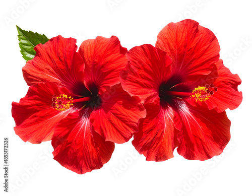 Two vibrant red hibiscus flowers, one with a green leaf
