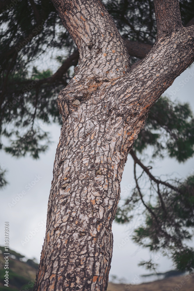 Obraz premium A thick tree trunk shows its rough bark texture while standing tall under a cloudy sky. Surrounding green leaves provide shade in a natural outdoor setting during the day