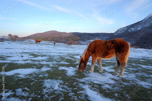 Tablou pe pânză Calvello village in Val Camastra, Potenza District, Basilicata, Italy, Europe, l