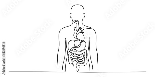 Human body anatomy illustration with digestive and circulatory systems Vector, illustration