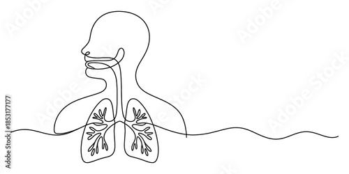 Continuous line drawing of human respiratory system Vector, illustration