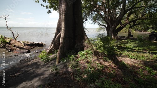 Enjoy views of trees by the lakeshore on Ometepe Island in Nicaragua as water glistens under the sun during midday.