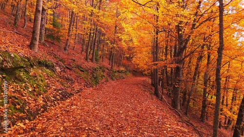 Sao Lourenco Woods in Autumn. Orange and Yellow Beech Forest and Walking Path. Fall Colors. Serra da Estrela, Portugal. Gimbal Shot. Moving Forward