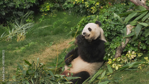 Cute giant panda bear eating bamboo