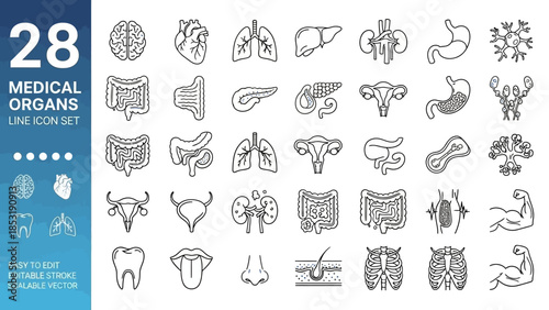 28 Medical Organs Line Icon Set Vector Art