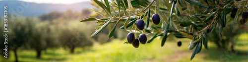 Wallpaper Mural Ripe black olives on branch in sunny mediterranean orchard Torontodigital.ca