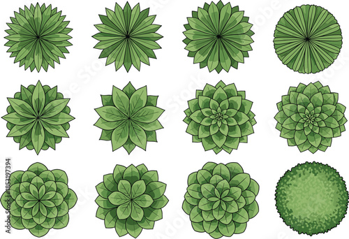 Green succulent rosette plant set vector illustration top view botanical elements collection for landscape design garden planning use