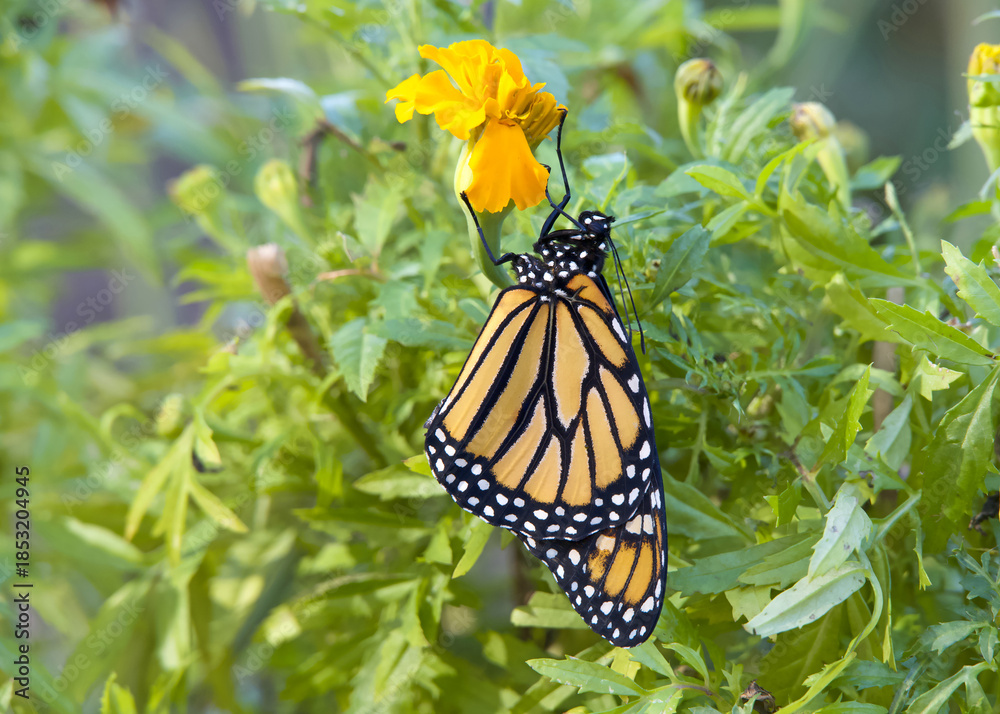 Fototapeta premium Close up on a newly emerged Monarch Butterfly hanging from a marigold flower. Wings slightly wrinkled as they dry and expand.