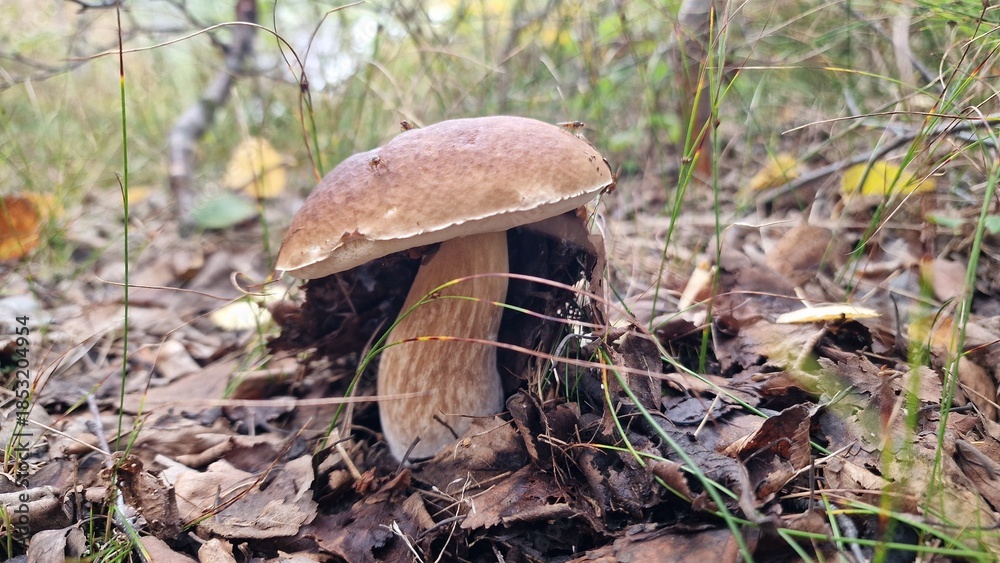 Fototapeta premium A small bolete mushroom emerging from a layer of dry leaves and forest litter.