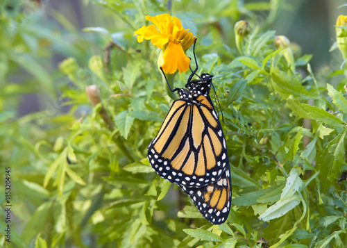 Close up on a newly emerged Monarch Butterfly hanging from a marigold flower. Wings slightly wrinkled as they dry and expand.