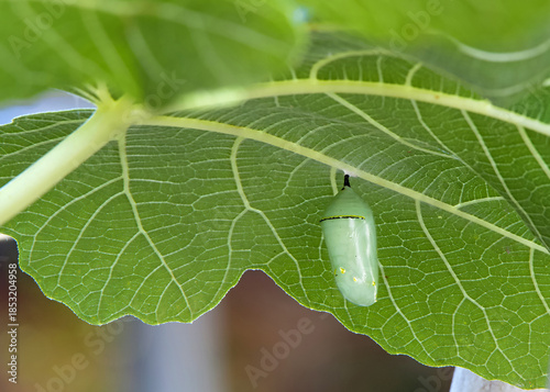 Close up on a newly formed Monarch Butterfly chrysalis attached under a fig leaf