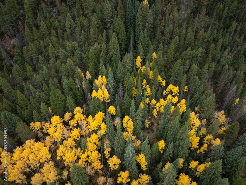 Aerial View of Golden Aspen in the Mountains of Colorado in the Fall