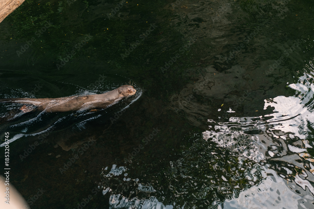 Fototapeta premium Brazilian otter in the water hunting peranha at the Leipzig Zoo, Germany