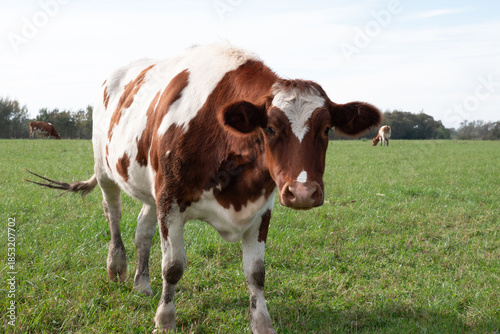 A cow grazes on fresh pasture. Natural grazing of cows.