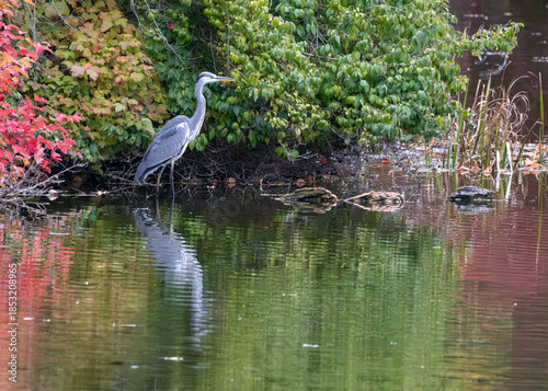 Grey Heron in the Gardens of Lednice Castle