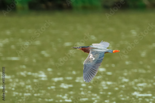 Green Heron in Midair with Wings Spread Over River